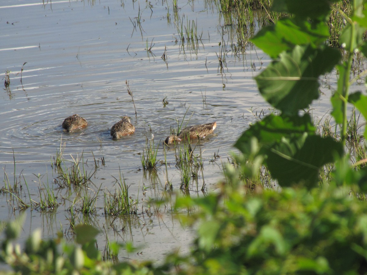 Зэрлэг нугас - ML640035010