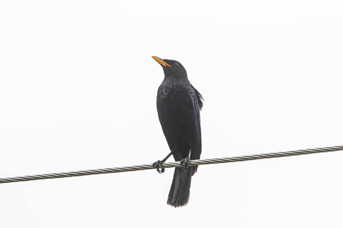 Blue Whistling-Thrush - ML640035011
