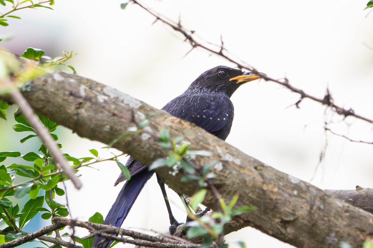 Blue Whistling-Thrush - ML640035012