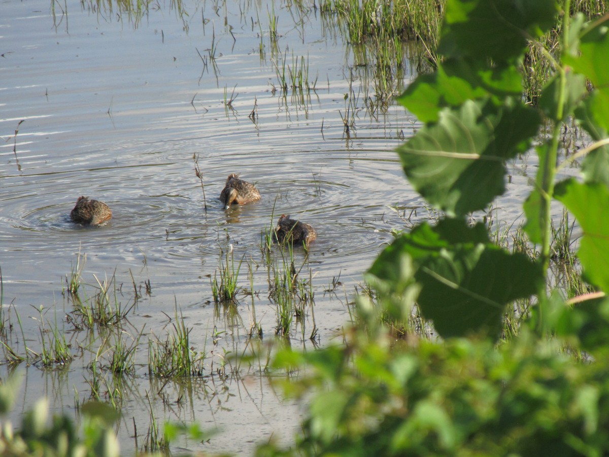 Зэрлэг нугас - ML640035013