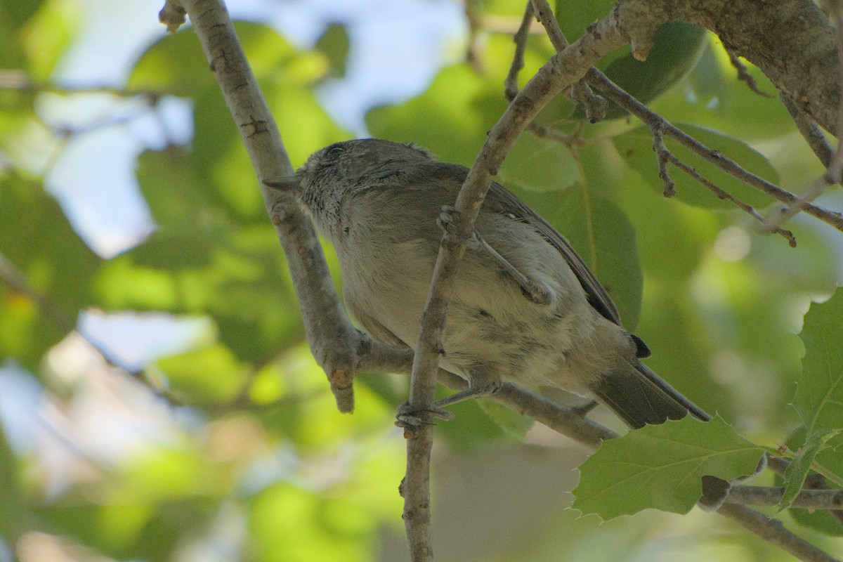 Oak Titmouse - ML640035089