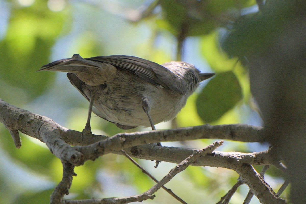 Oak Titmouse - ML640035090