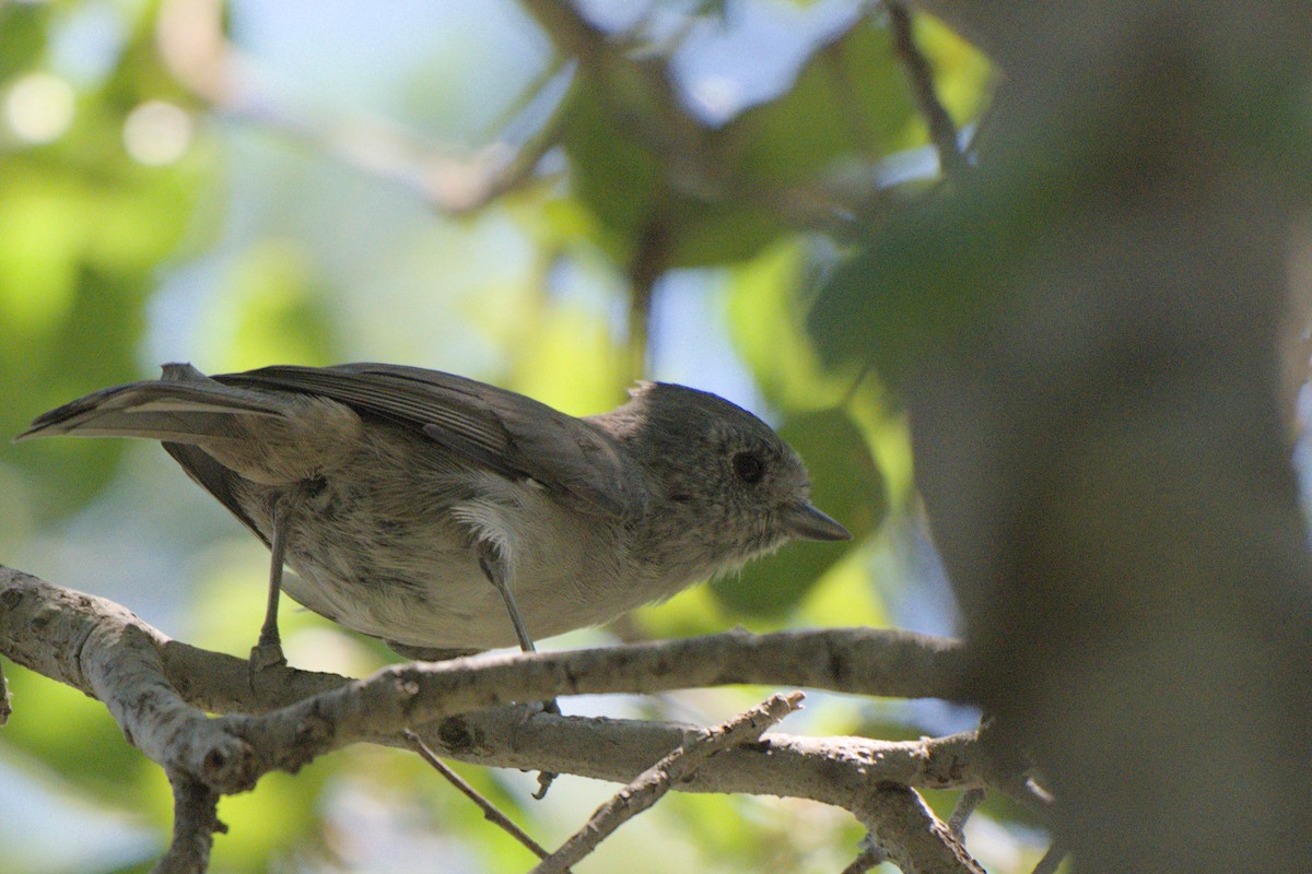 Oak Titmouse - ML640035092