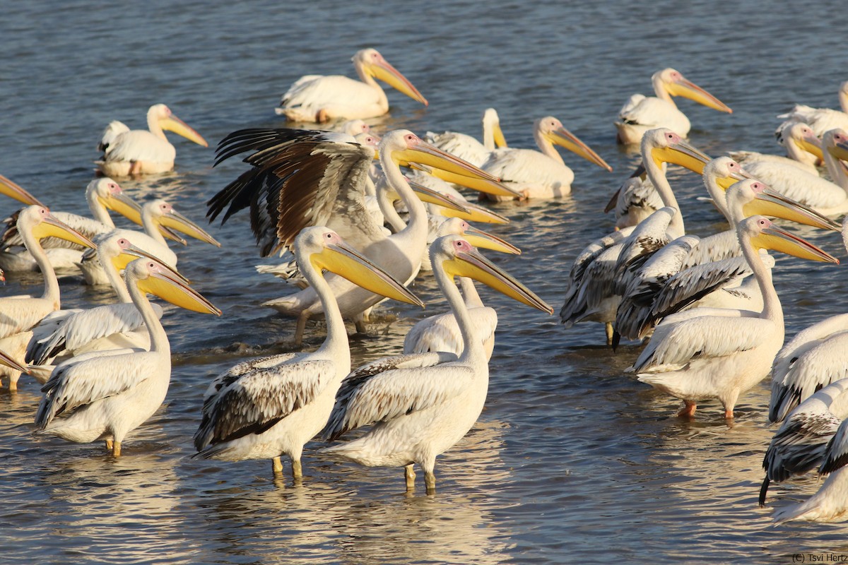 Great White Pelican - ML640035123