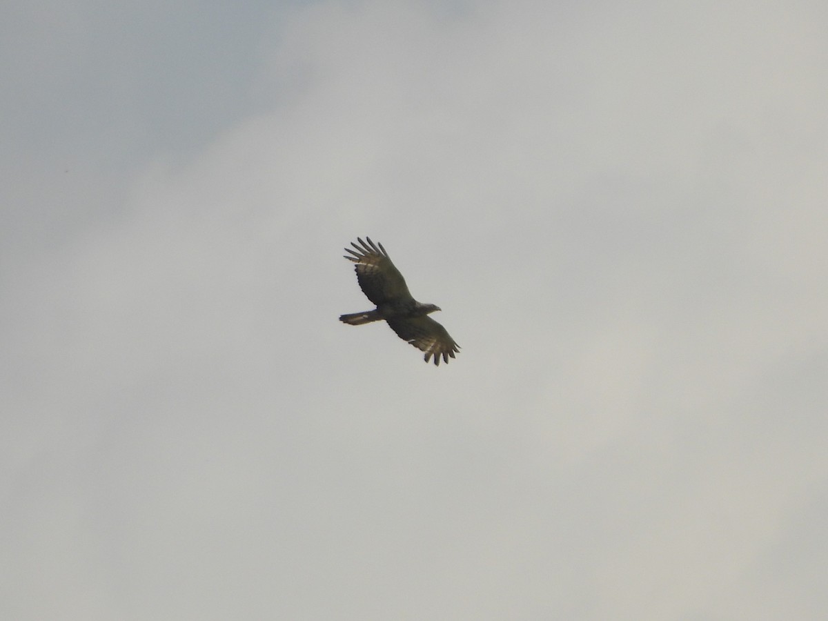 Falco pecchiaiolo orientale - ML640035379