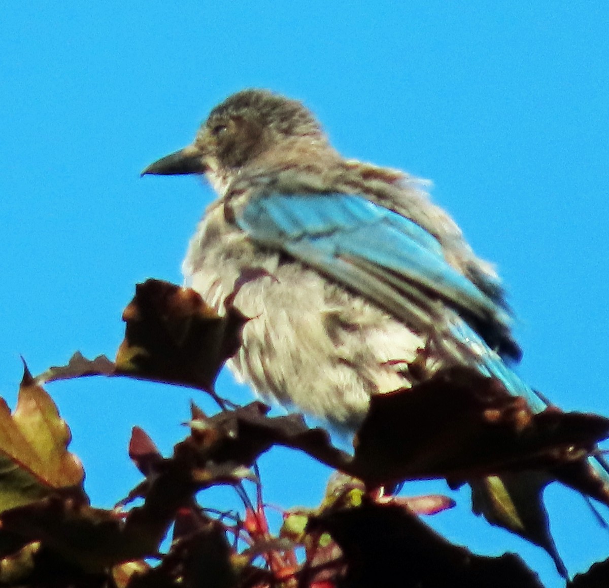 California Scrub-Jay - ML640035409