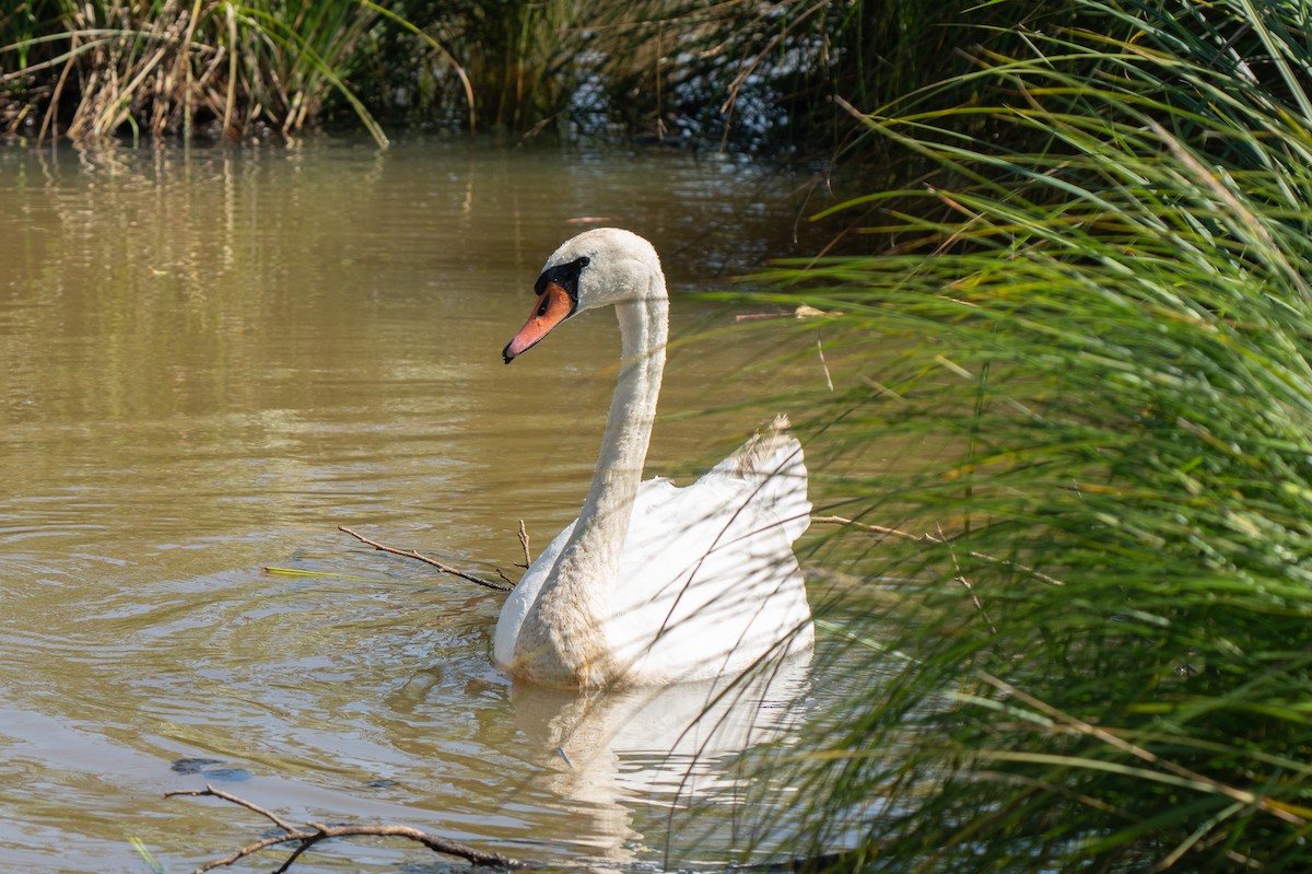 Höckerschwan - ML640035436