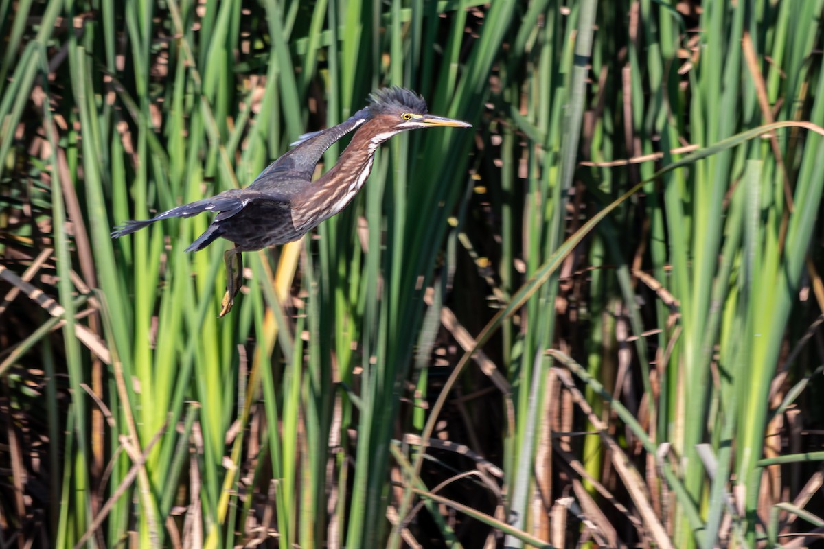 Green Heron - ML640035441