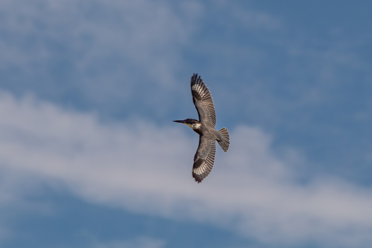 Belted Kingfisher - ML640035461