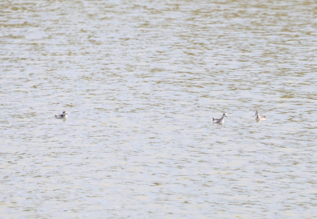 Red-necked Phalarope - ML640035512