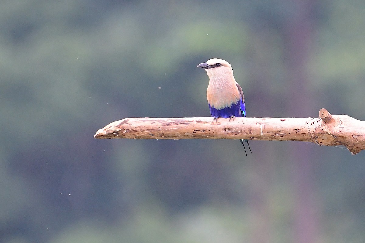 Blue-bellied Roller - ML640035538