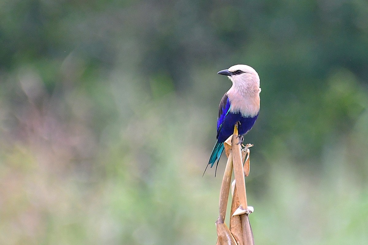 Blue-bellied Roller - ML640035539
