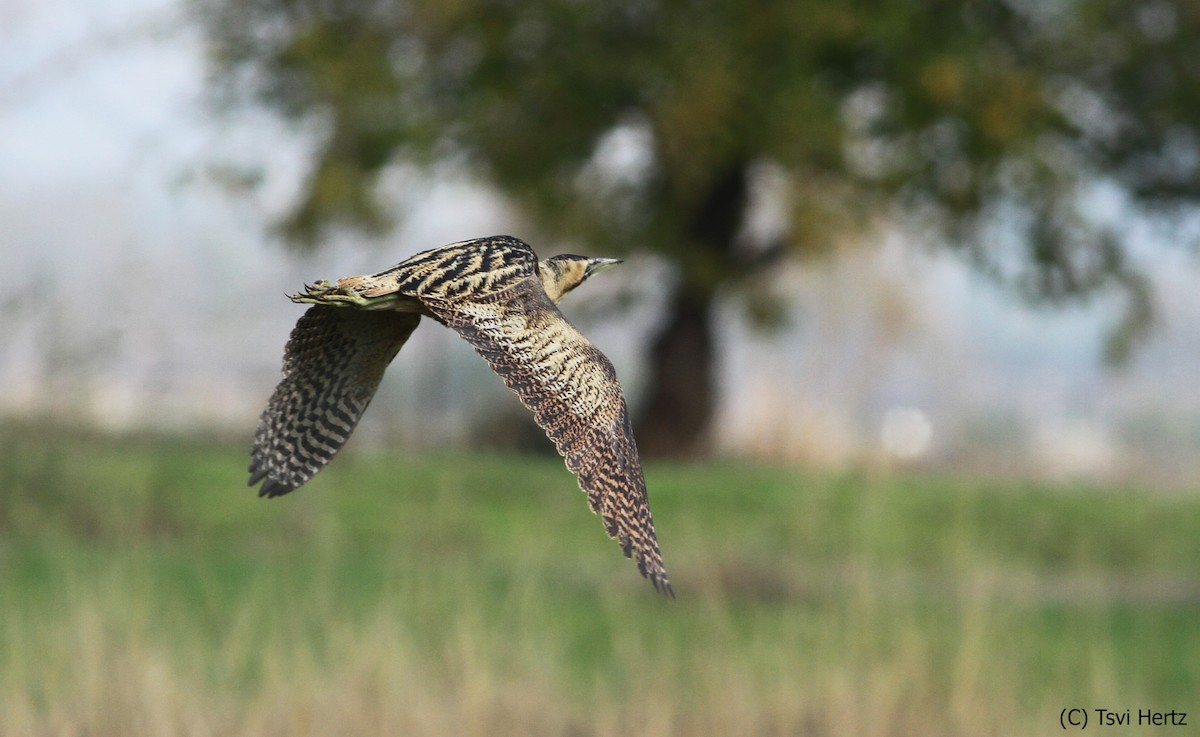 Eurasian Bittern - ML640035598