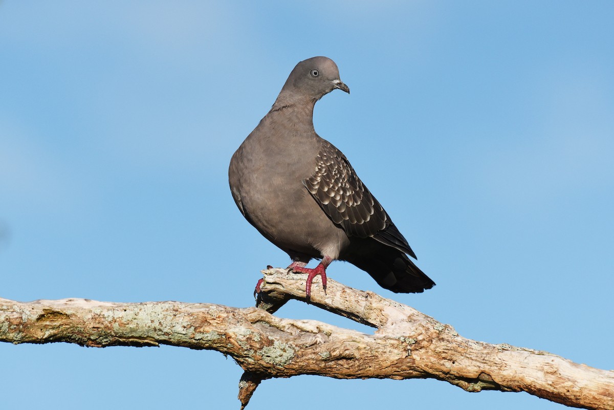 Spot-winged Pigeon - ML640035688