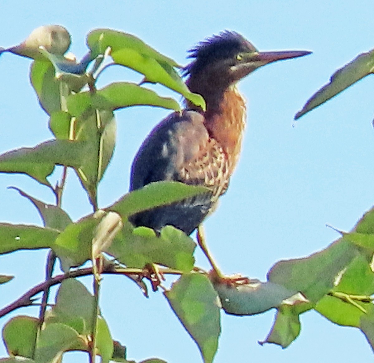 Green Heron - ML640035690