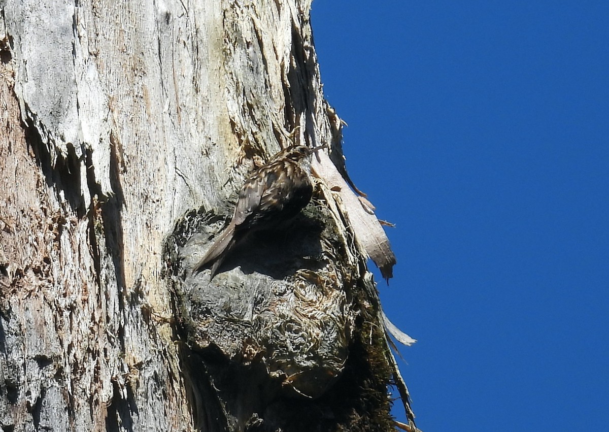 Hodgson's Treecreeper - ML640035691