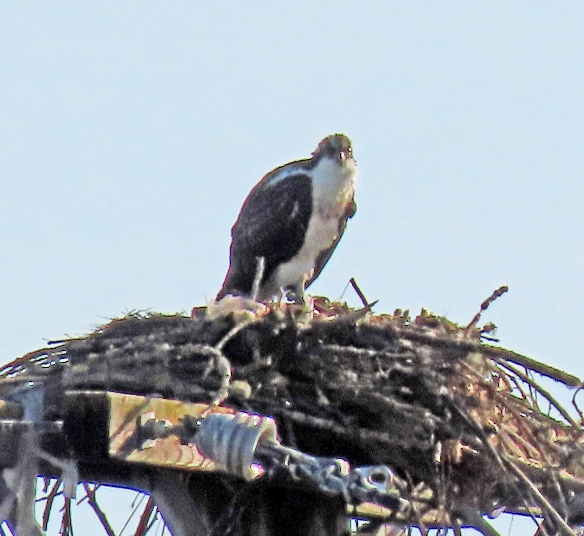 Osprey - ML640035749