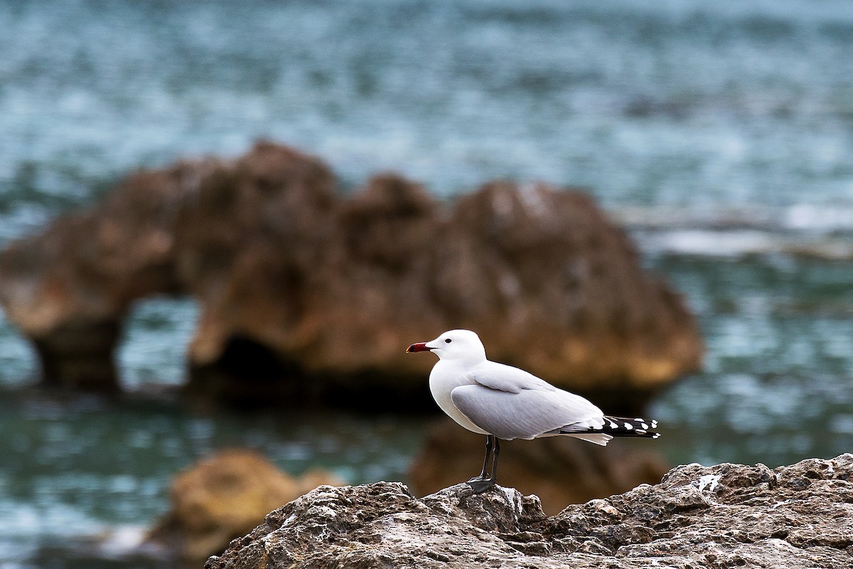 Audouin's Gull - ML640035757