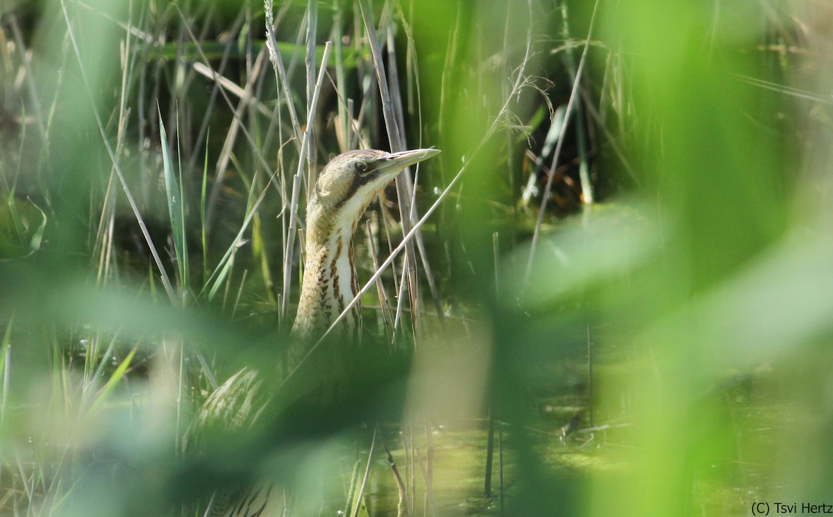 Eurasian Bittern - ML640035764