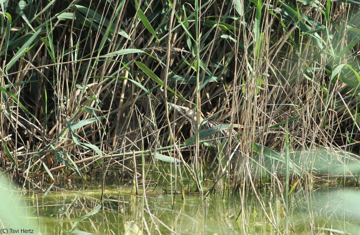 Eurasian Bittern - ML640035766