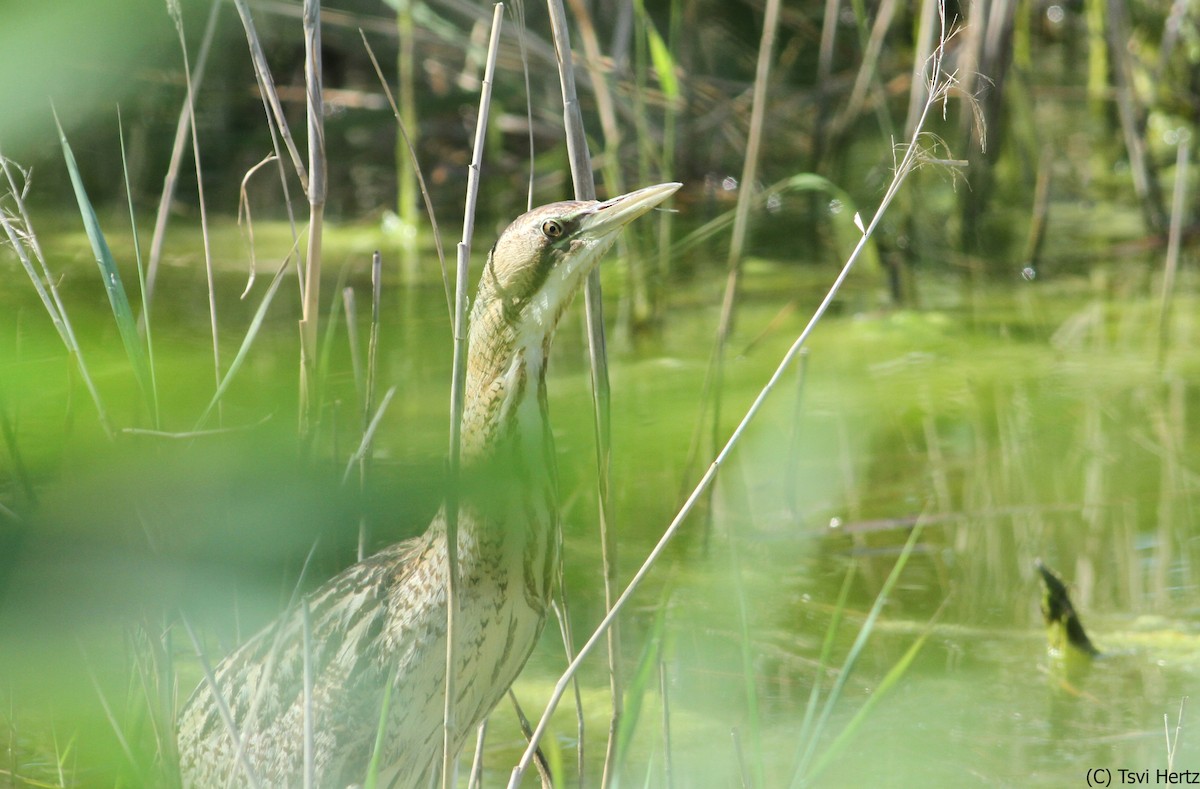 Eurasian Bittern - ML640035767