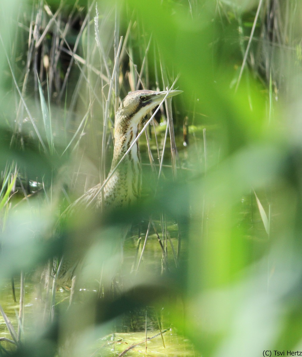 Eurasian Bittern - ML640035768