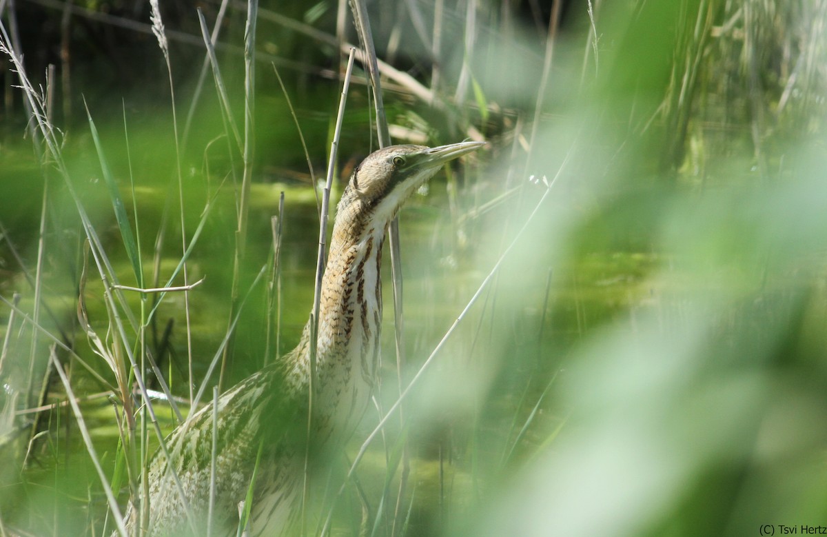 Eurasian Bittern - ML640035769
