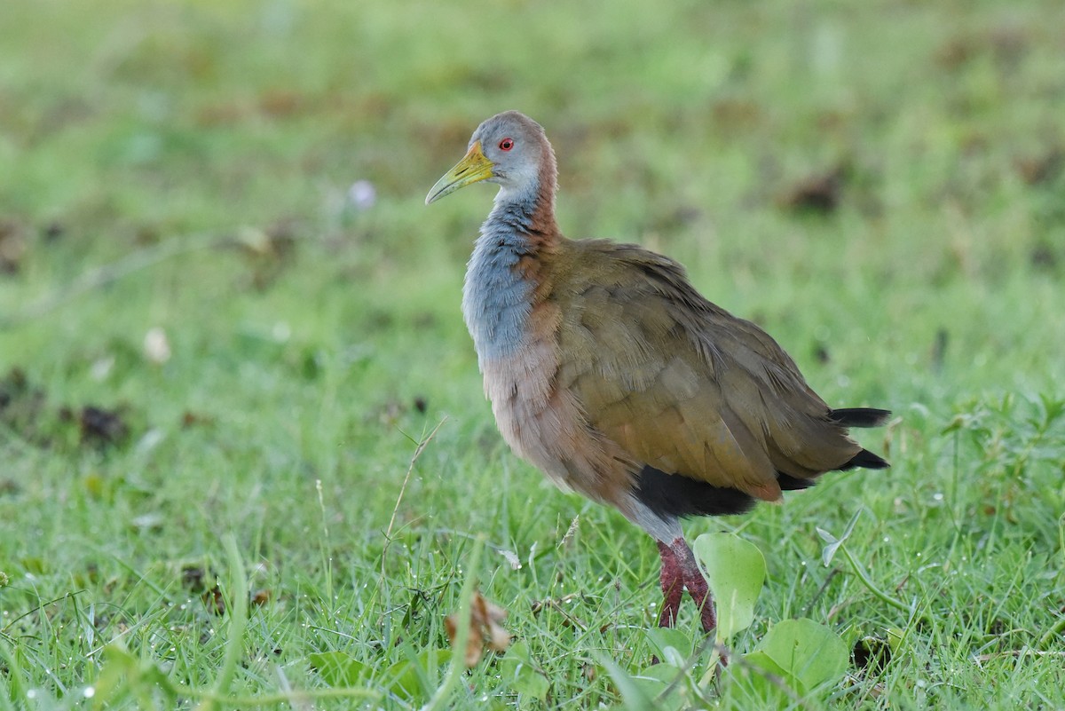 Giant Wood-Rail - ML640035791