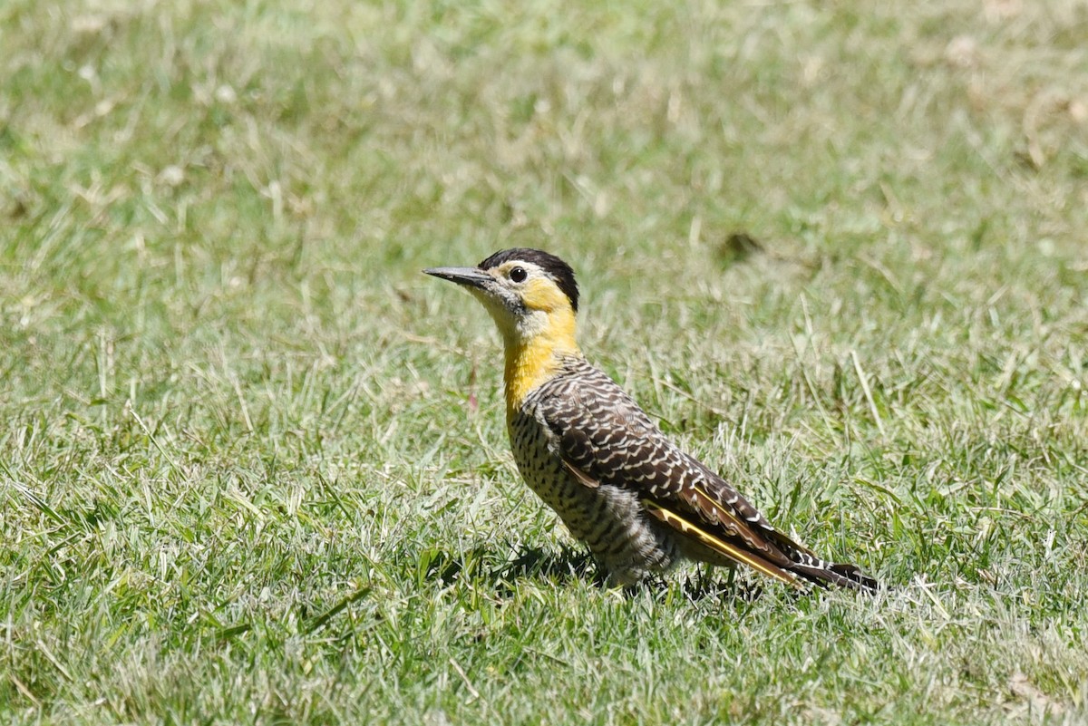 Campo Flicker - ML640035840