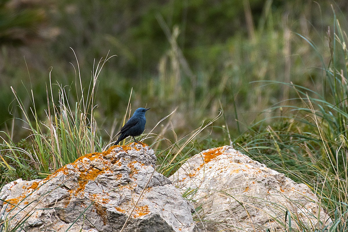 Blaumerle - ML640035843