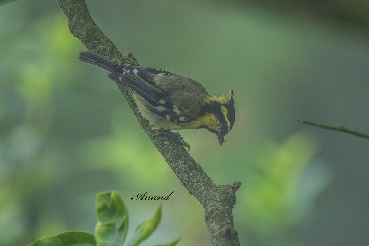 Himalayan Black-lored Tit - ML640035854