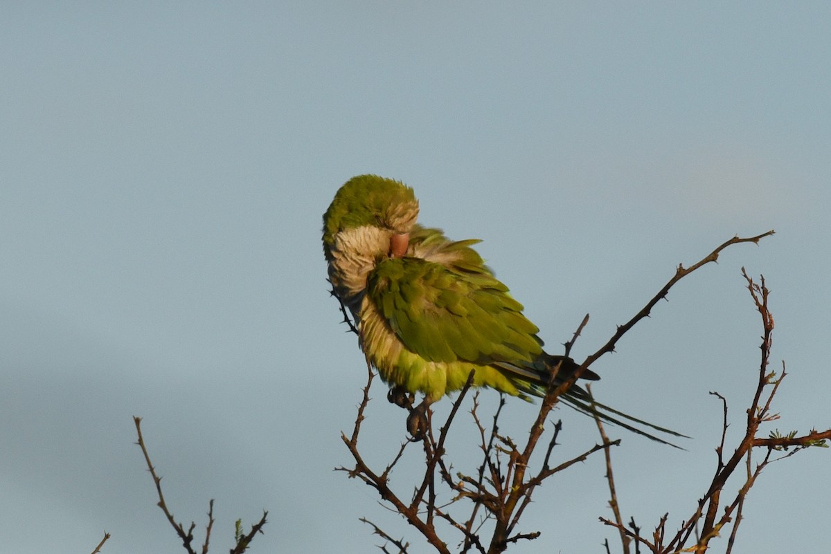 Monk Parakeet - ML640035878