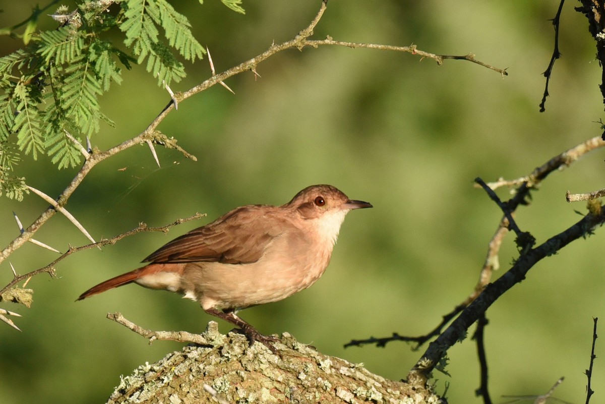 Rufous Hornero - ML640035922