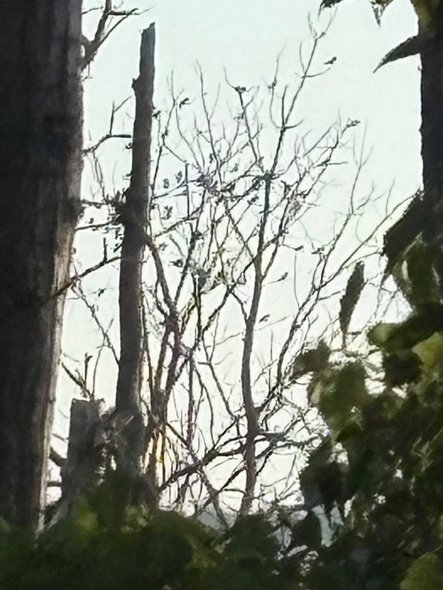 Purple Martin - ML640035945