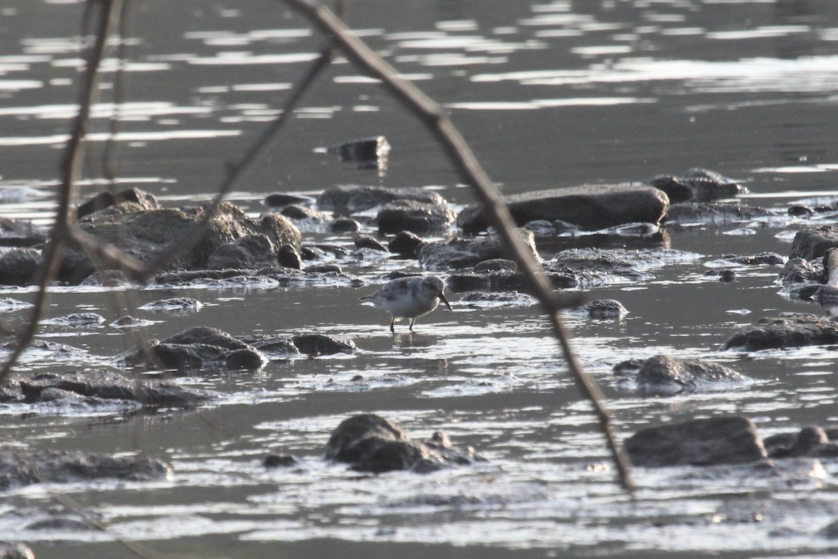 Sanderling - ML640035962