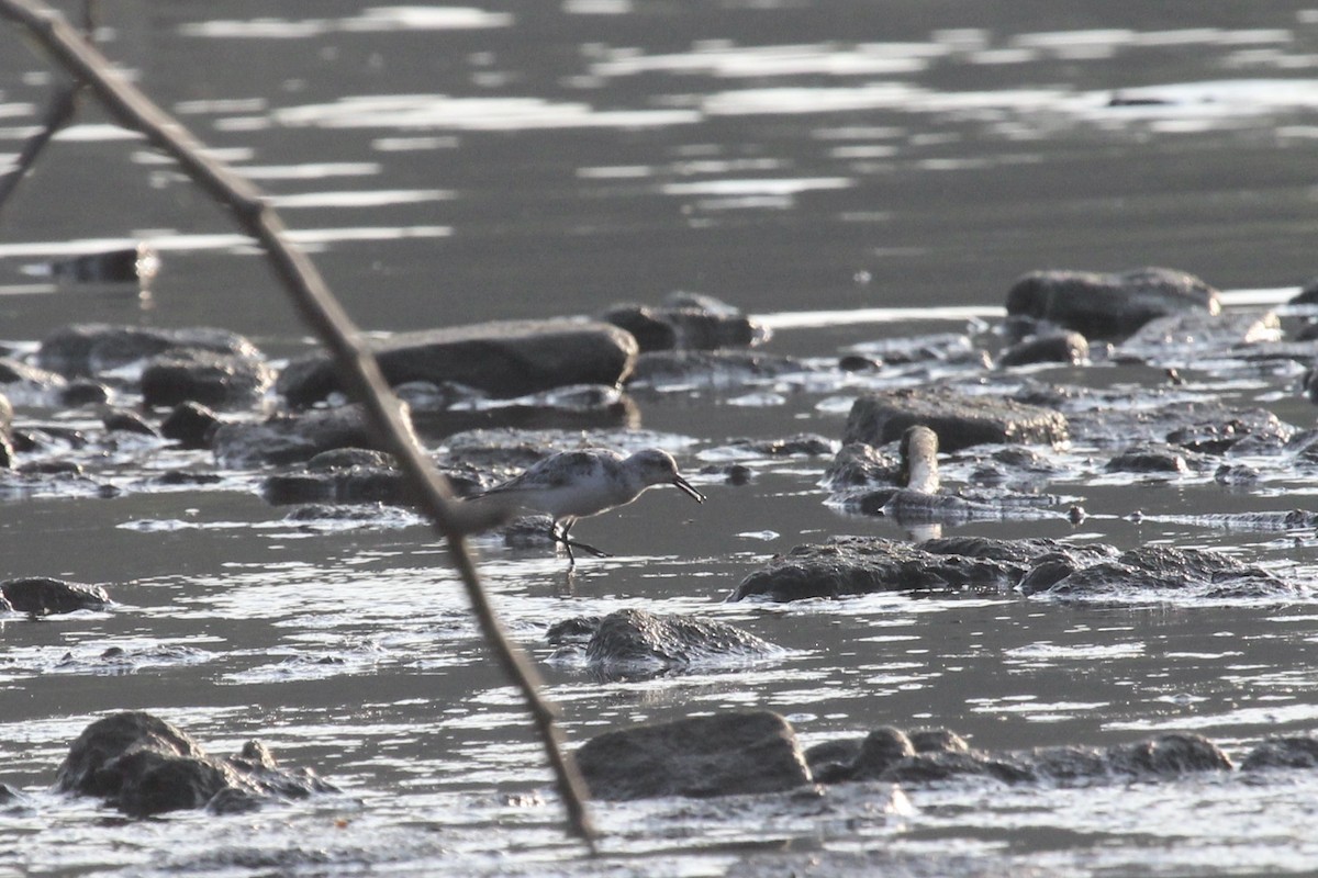 Sanderling - ML640035963