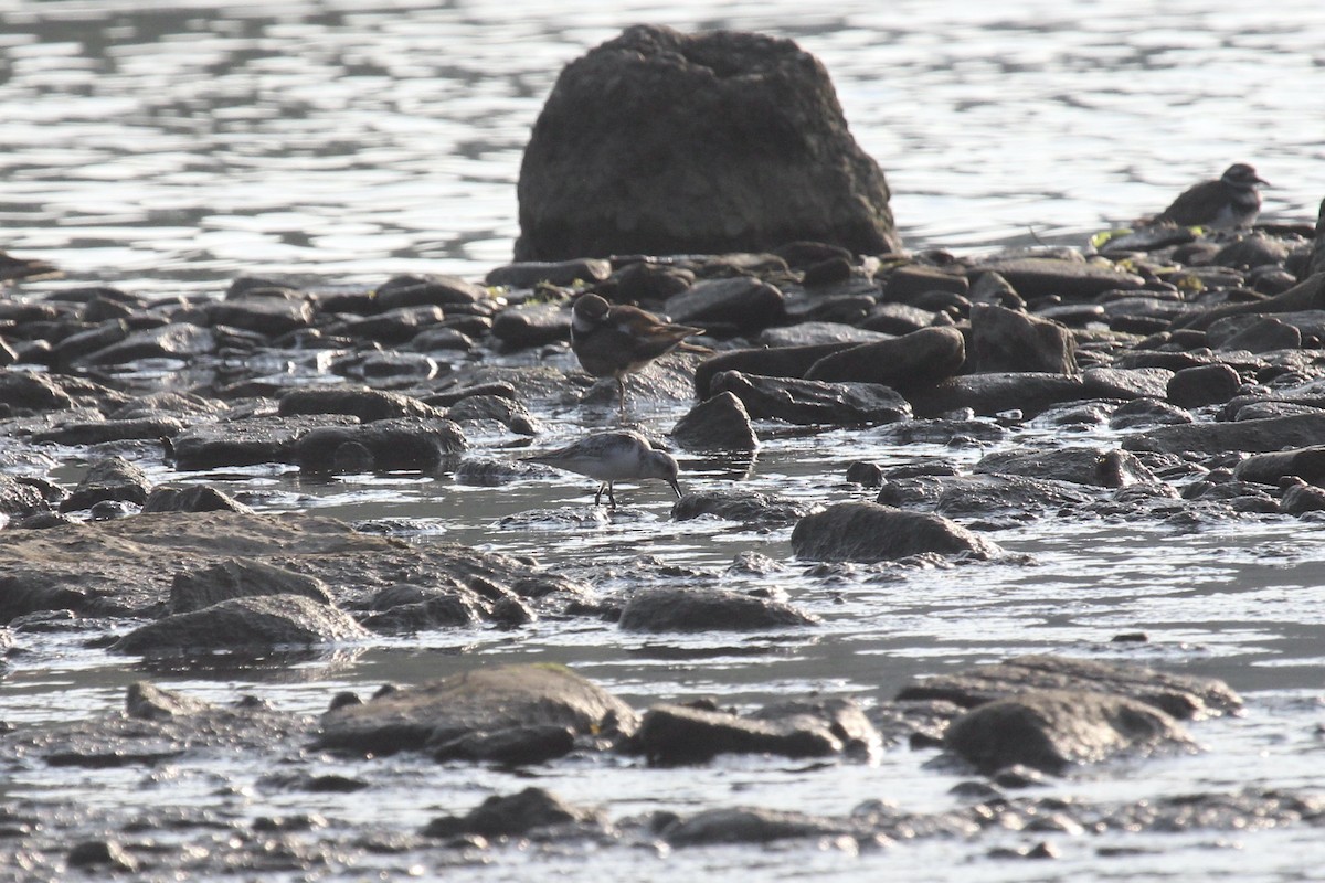 Sanderling - ML640035964