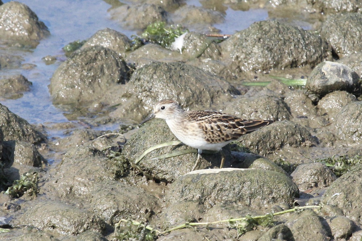 Least Sandpiper - ML640035992