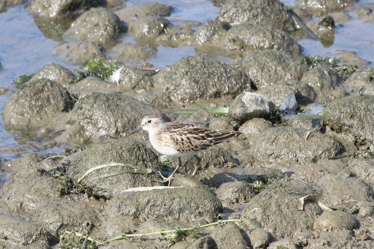 Least Sandpiper - ML640035993