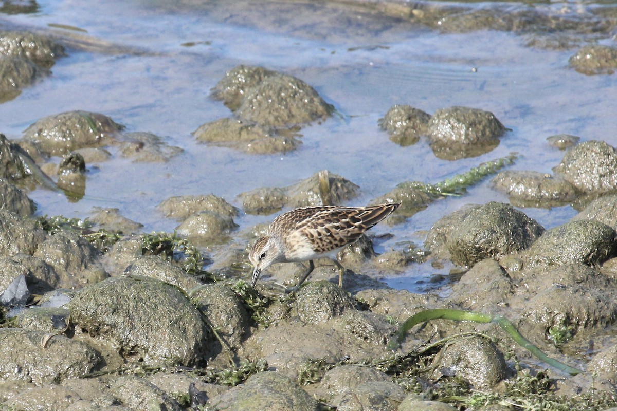 Least Sandpiper - ML640035994