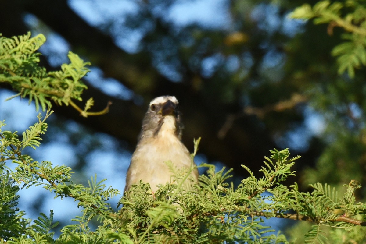 Bluish-gray Saltator - ML640036055