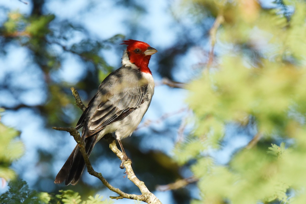 Red-crested Cardinal - ML640036072