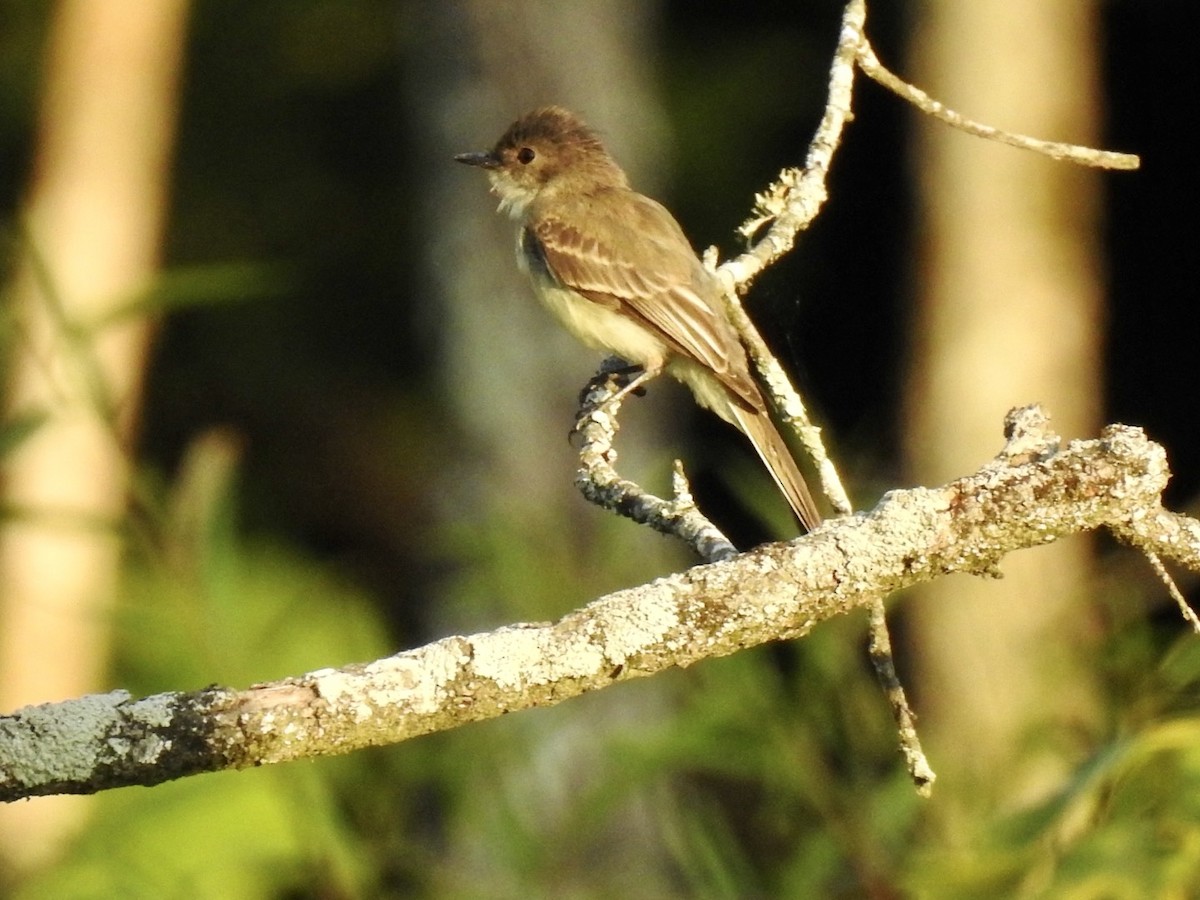 Eastern Phoebe - ML640036110