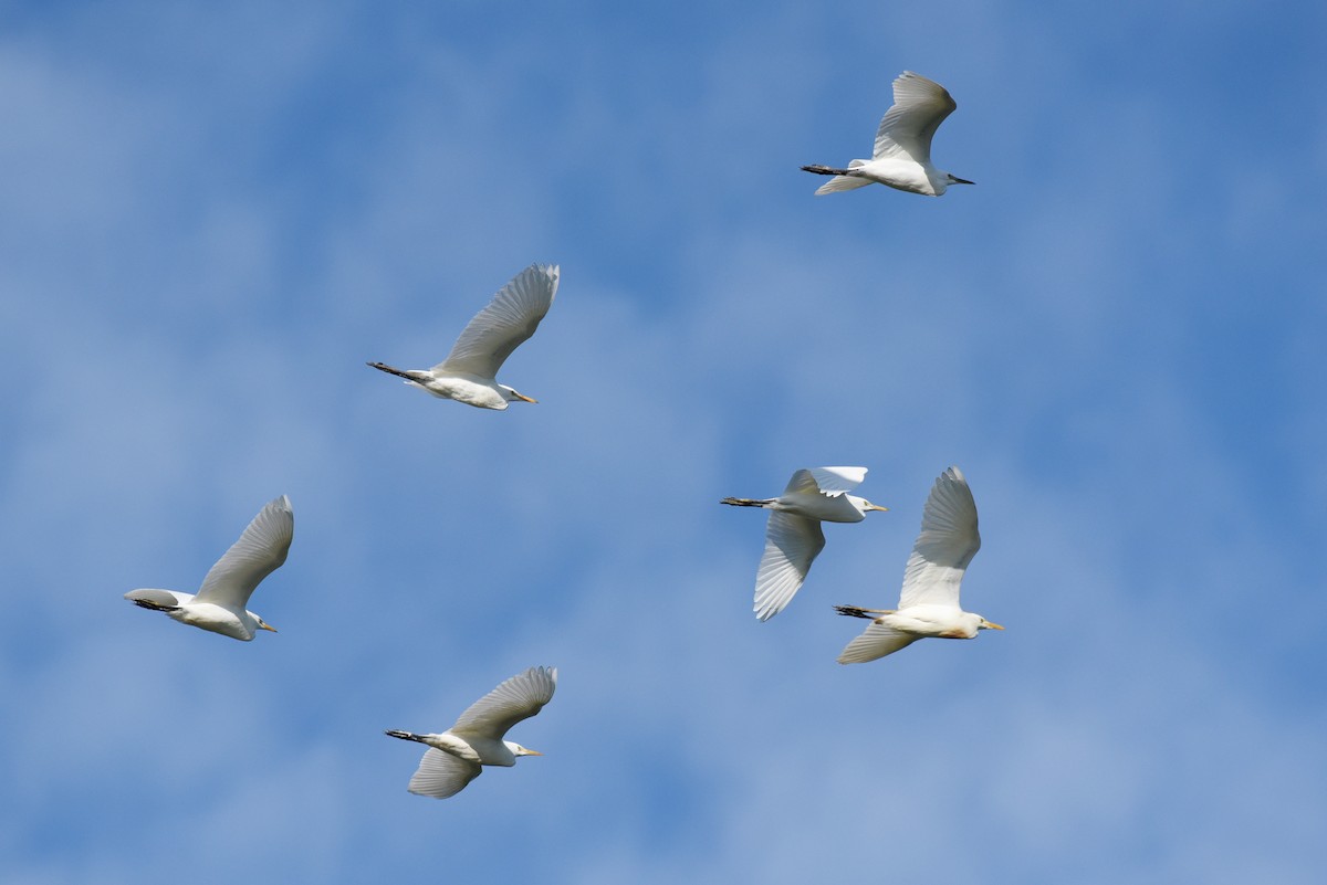 Western Cattle-Egret - ML640036170