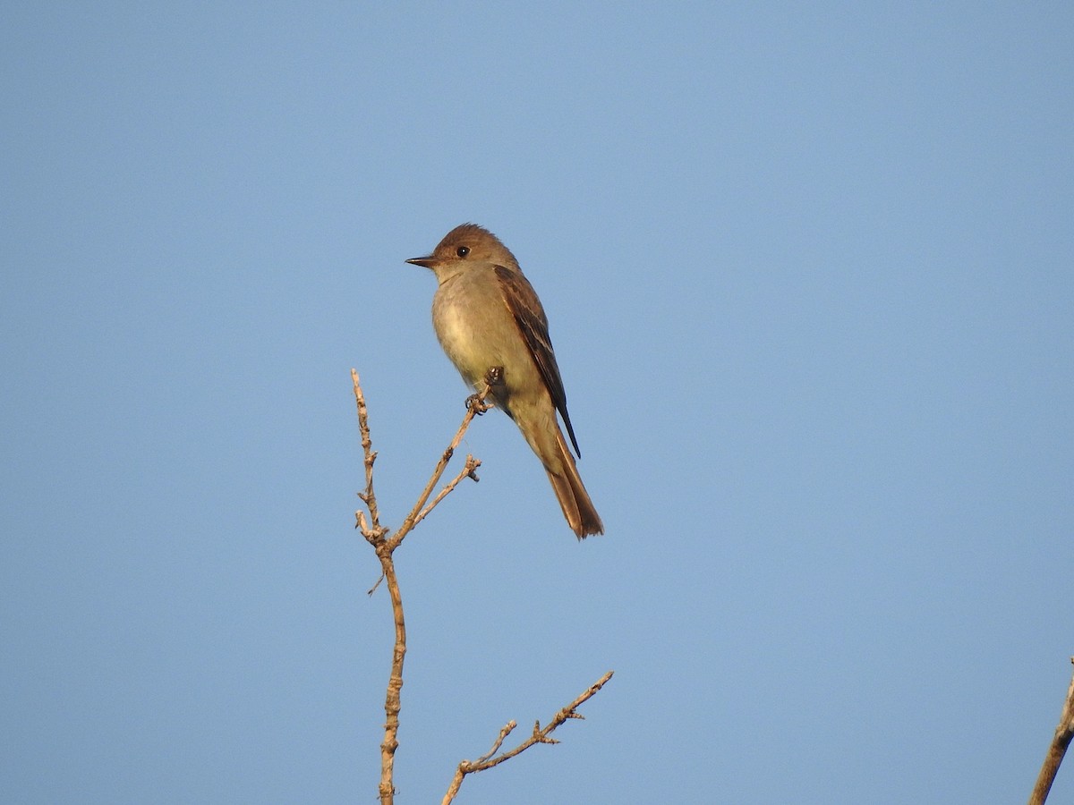 Western Wood-Pewee - ML640036214