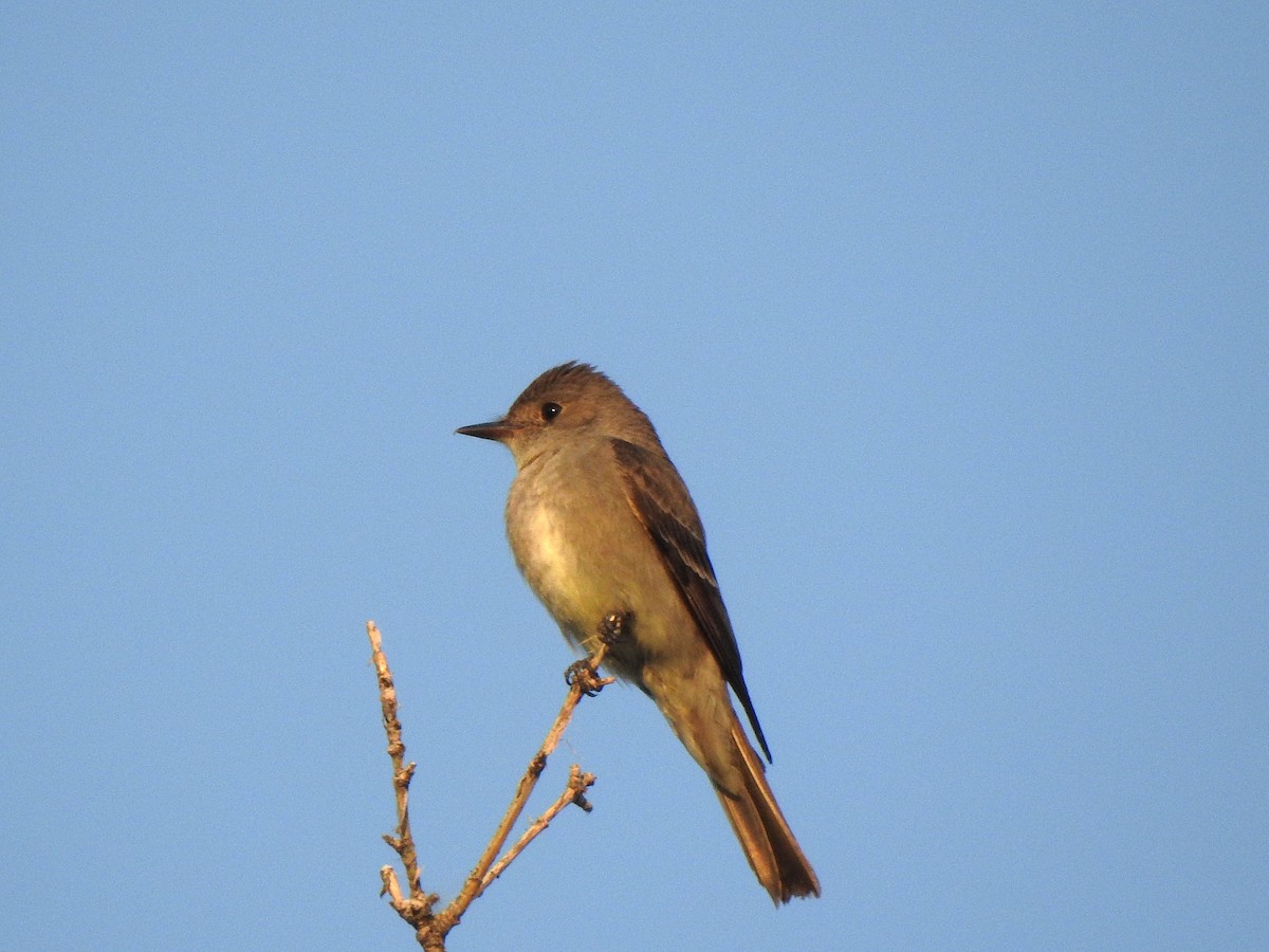 Western Wood-Pewee - ML640036215