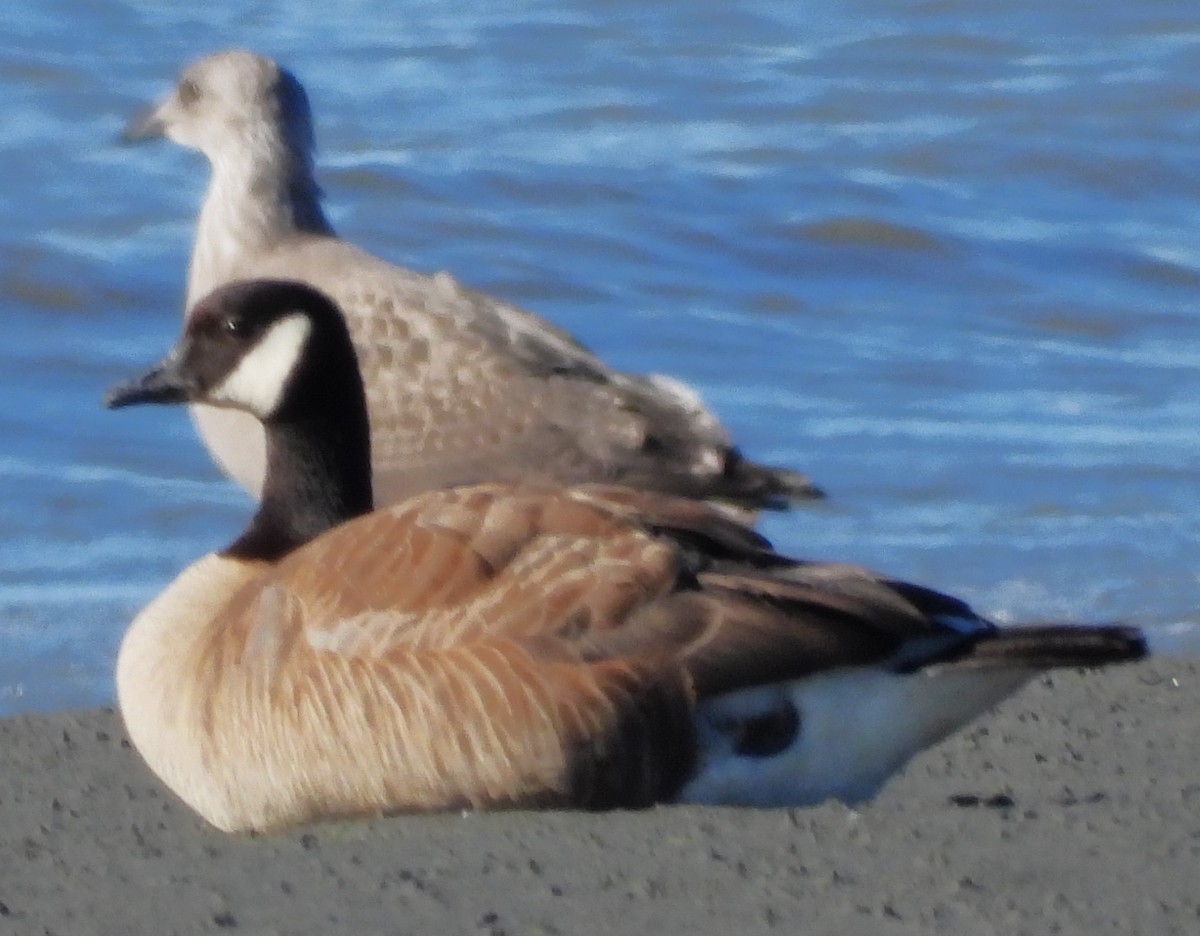 Cackling/Canada Goose - ML640036217