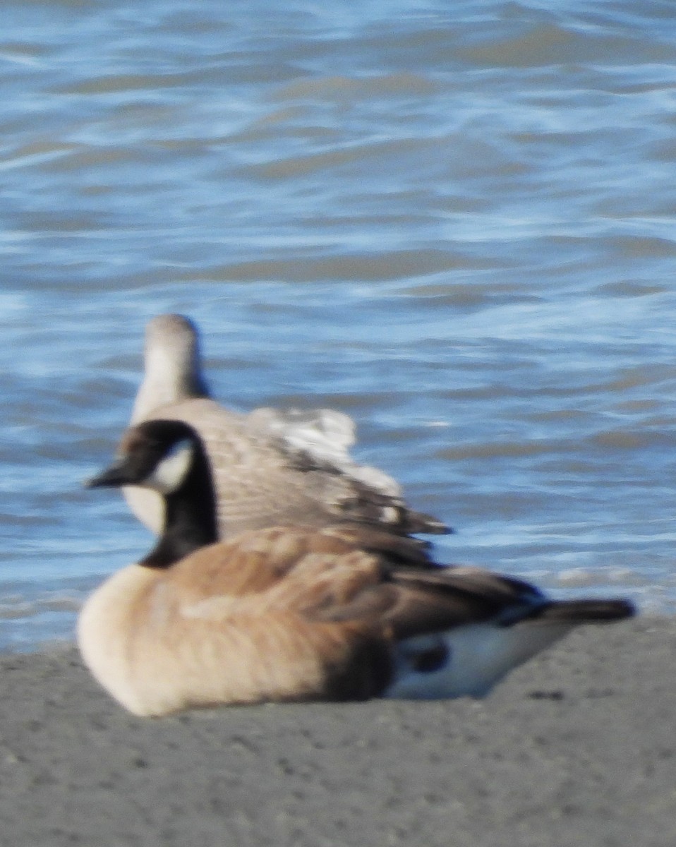Cackling/Canada Goose - ML640036218