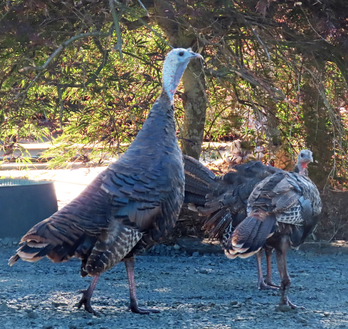 Wild Turkey - ML640036292