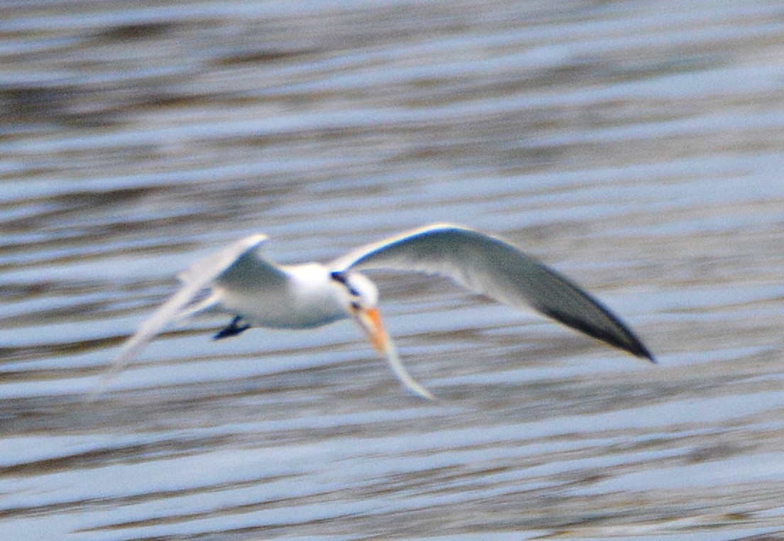 Lesser Crested Tern - ML640036297